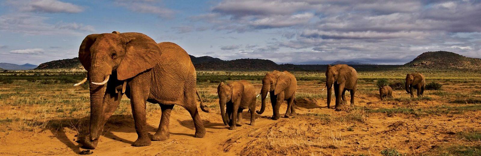 climb kilimanjaro to save elephants