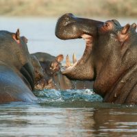 hippopotamus-lake-manyara-kilimanjaro climbing company