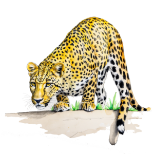 Simon_Ashton_A_coloured_sketch_of_a_Leopard_on_a_white_backgrou_6911f005-80e9-4de6-9e9a-31c7e540377a (1)