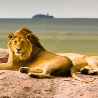 kilimanjaro-lion-serengeti (1)