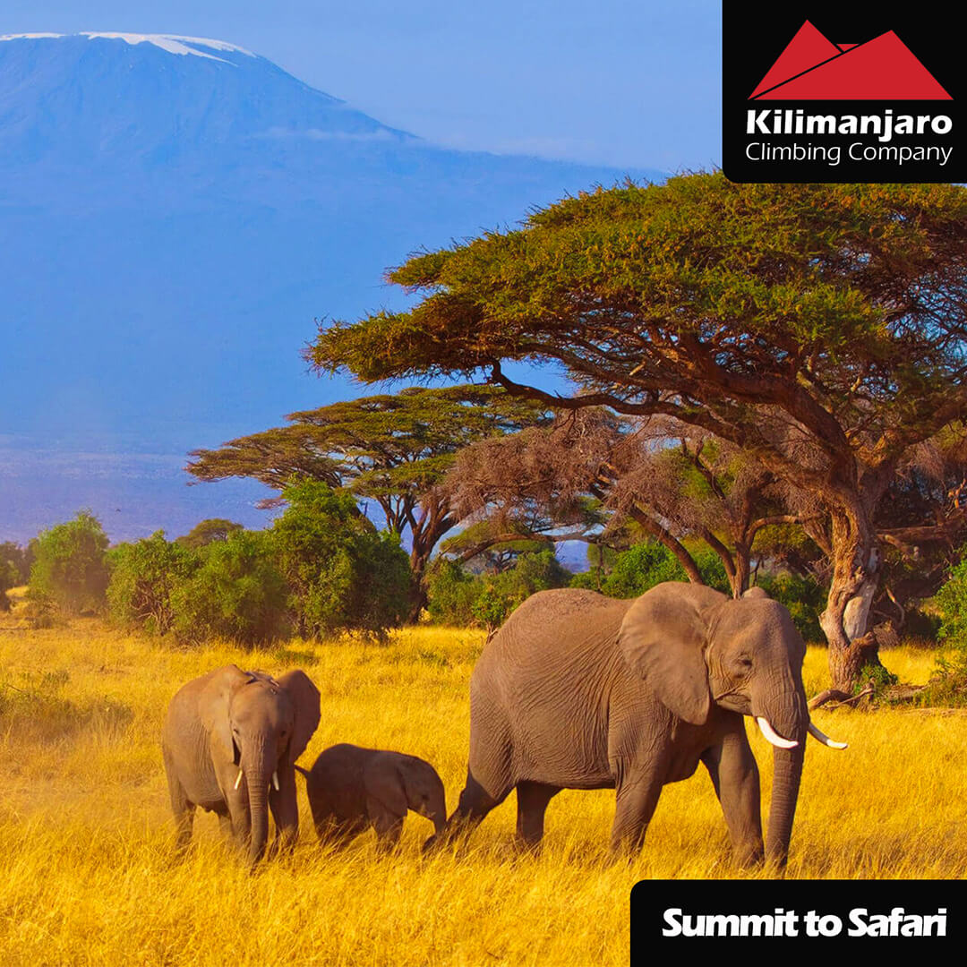 kilimanjaro safari trip