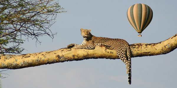 serengeti-balloon-safari1